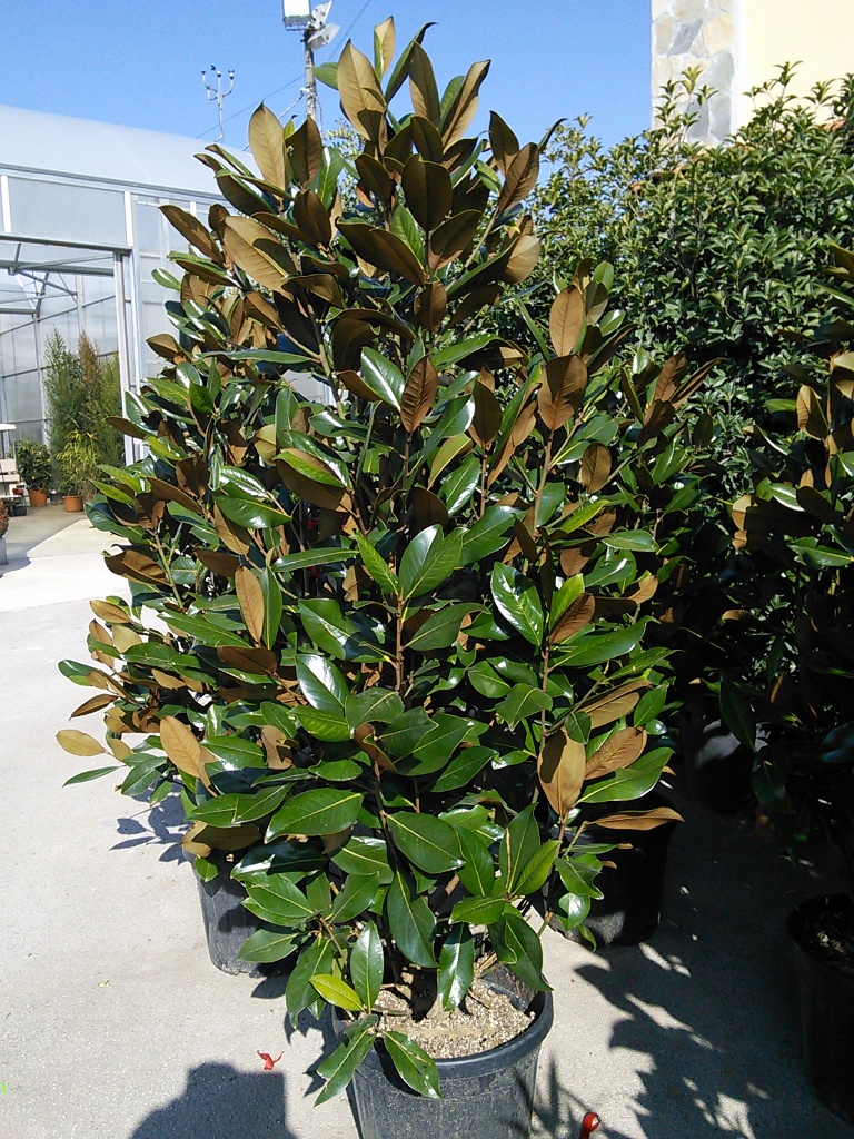 Magnolia Grandiflora Gallisoniensis v.35