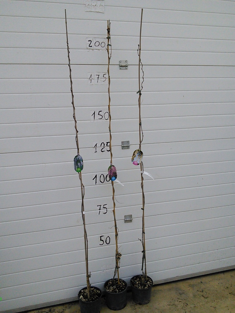 WISTERIA Sinensis V.18