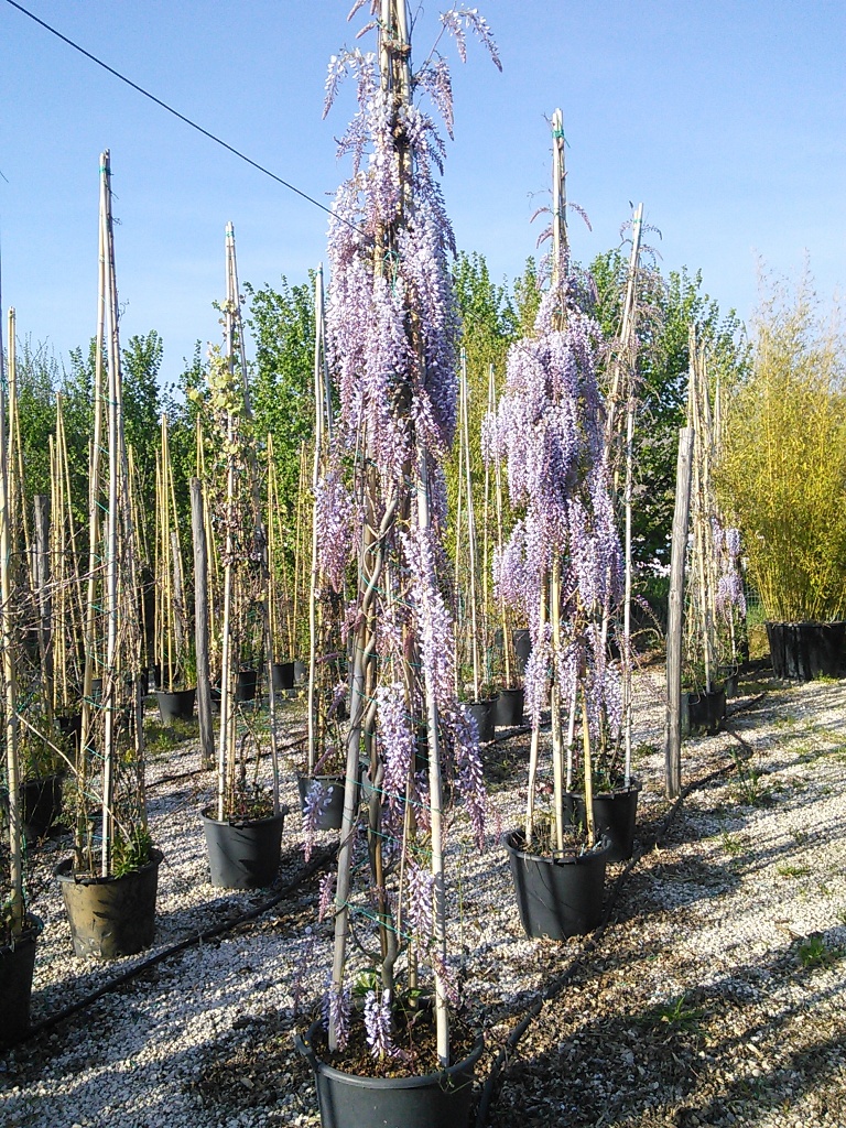 Sinensis V.50