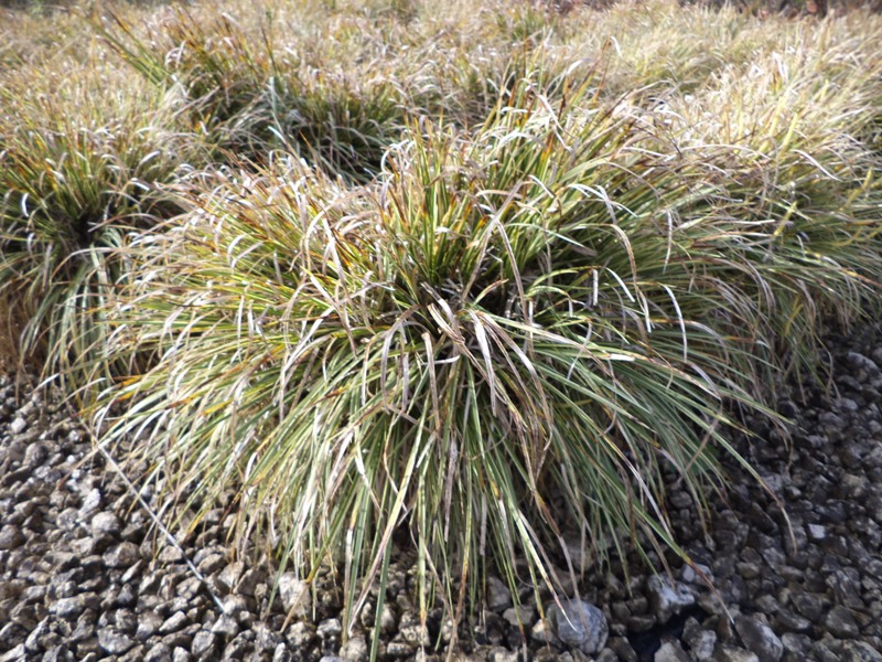 Calamus V.24