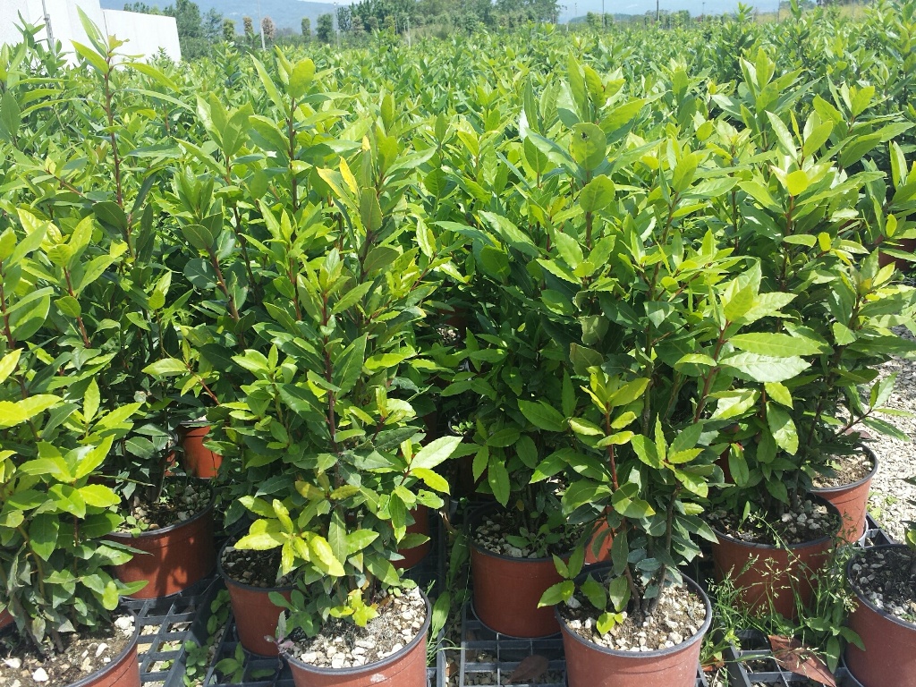 Alloro (Laurus Nobilis) vaso19
