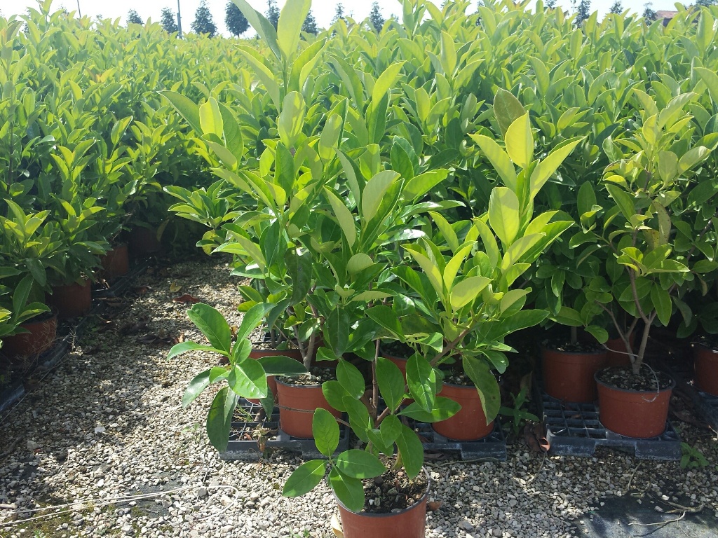 Viburno lucido (viburnum lucidum) vivai imperatore Malattie del viburno lucido