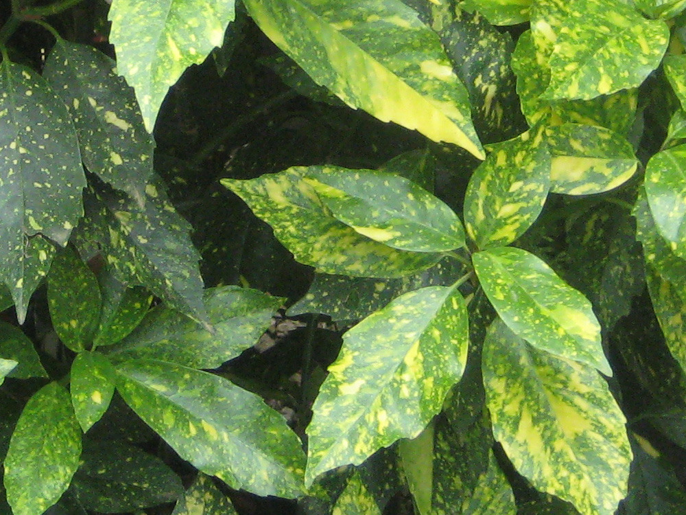 Aucuba Japonica Crotonifolia