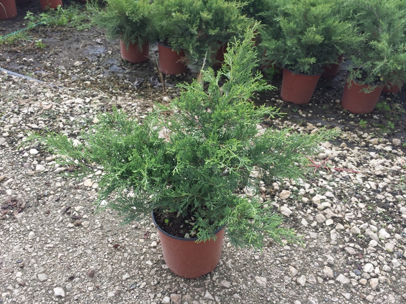 Chinensis Pfitzeriana Old Gold v.19 10.2015