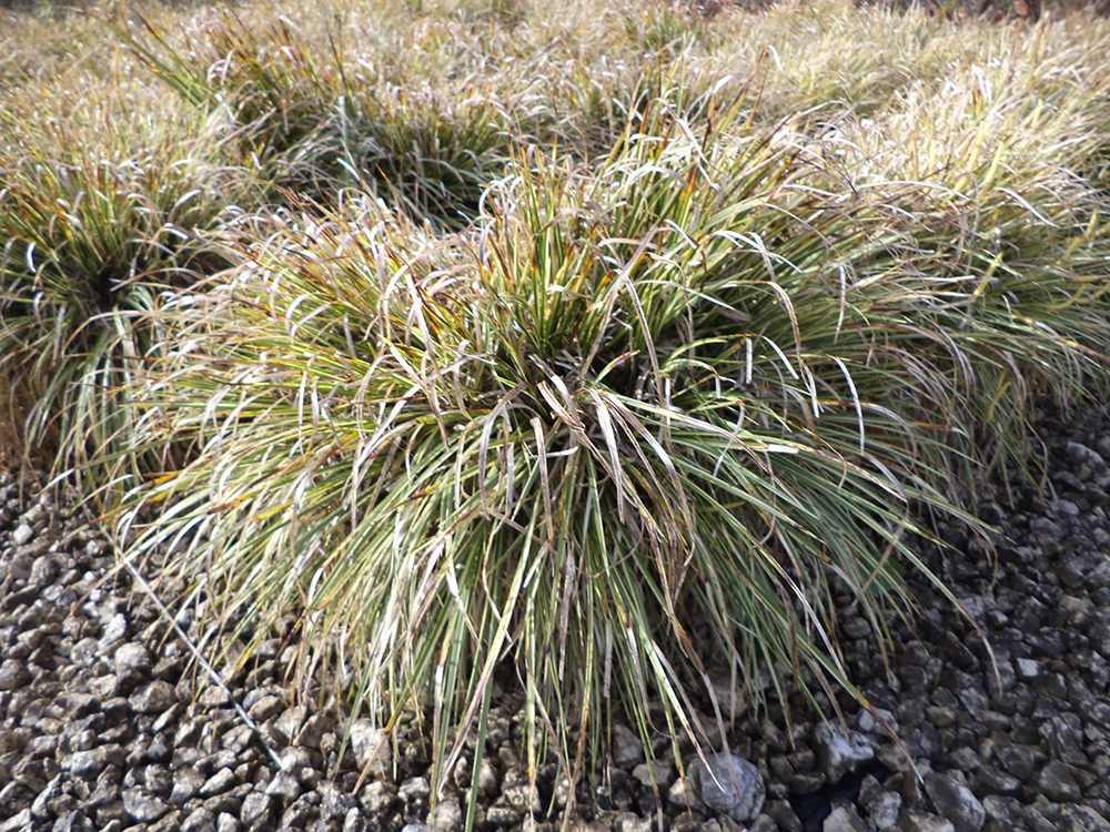 Calamus v.19 10.2015