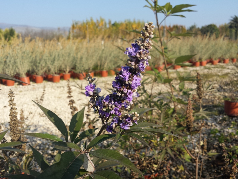 Agnus Castus