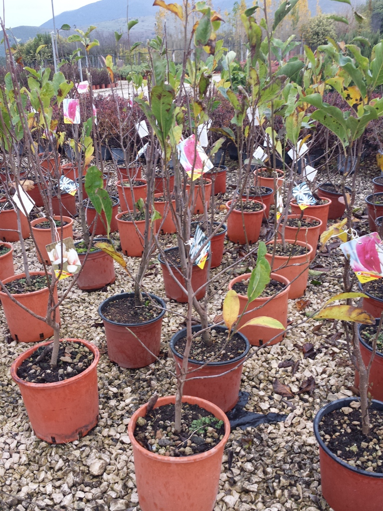 Fiore Cultivar Mix v.20 11.2015