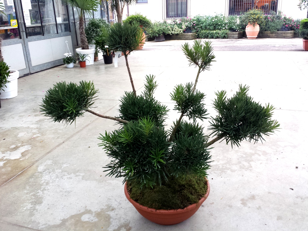 Macrophyllus bonsai v.50 12.2015