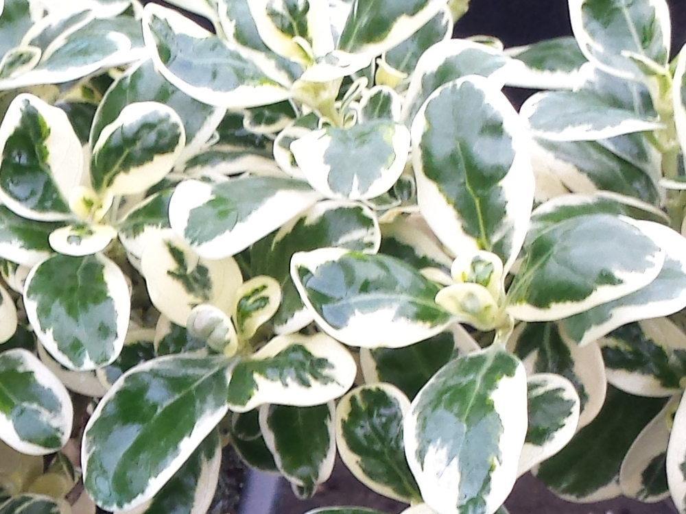 Repens Variegata 24 01.2016