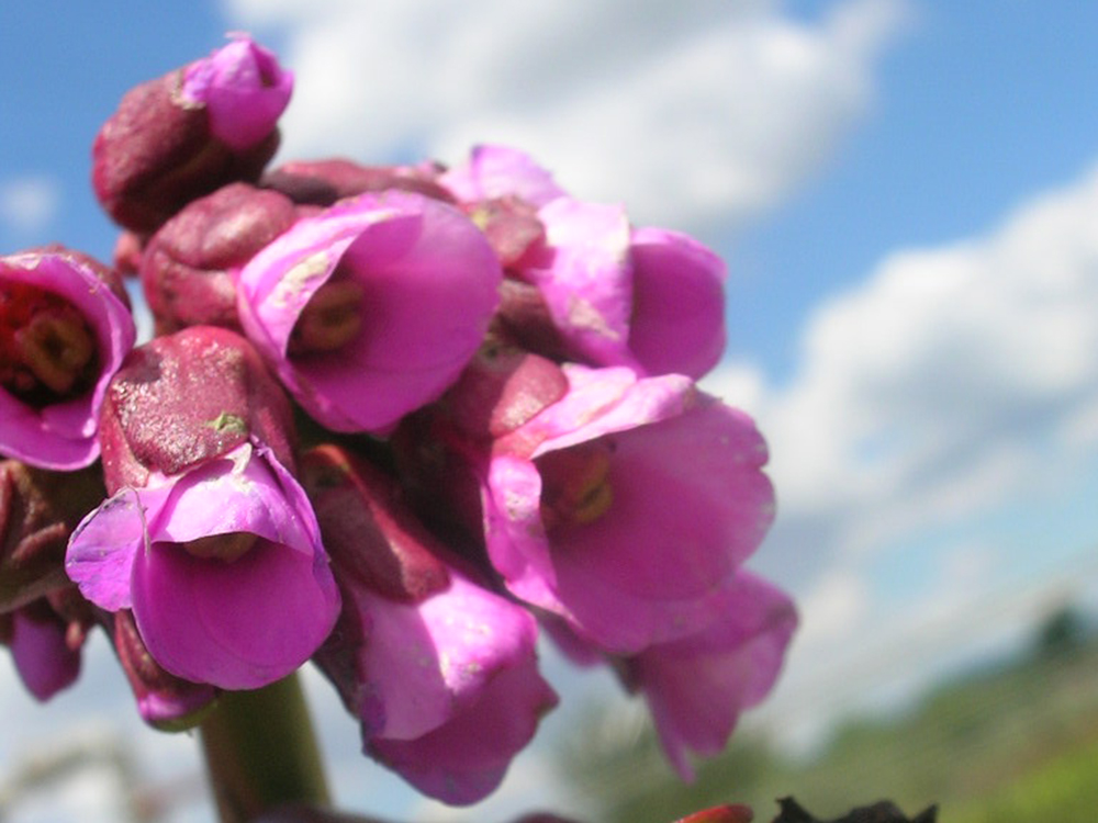 Bergenia Cordifolia Purpurea