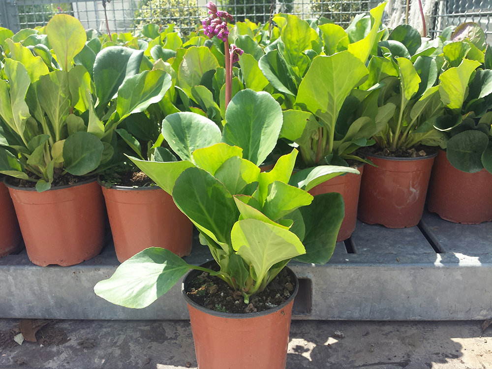 Bergenia Cordifolia Purpurea