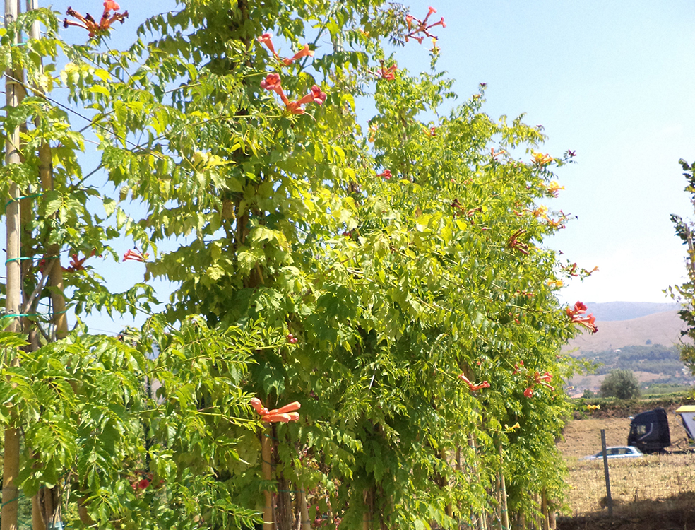 Bignonia Radicans