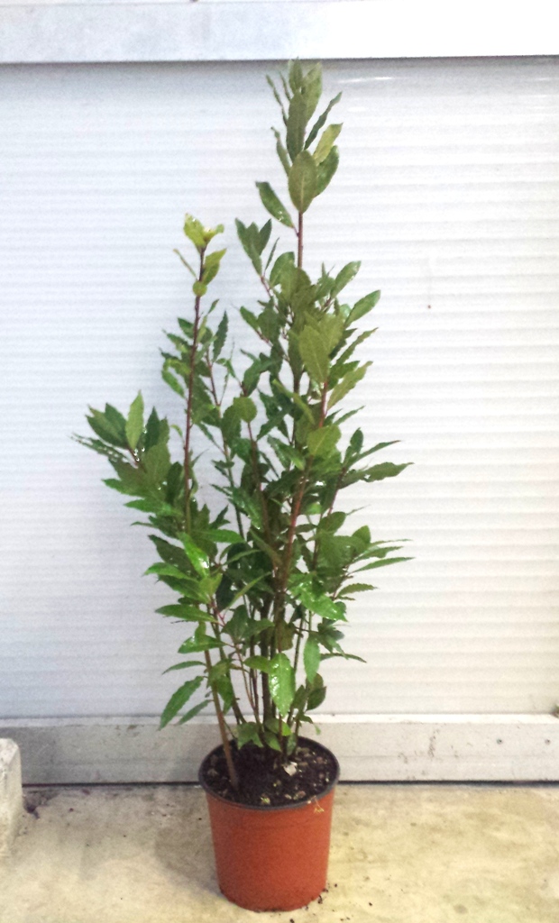 Alloro (Laurus Nobilis) impianti