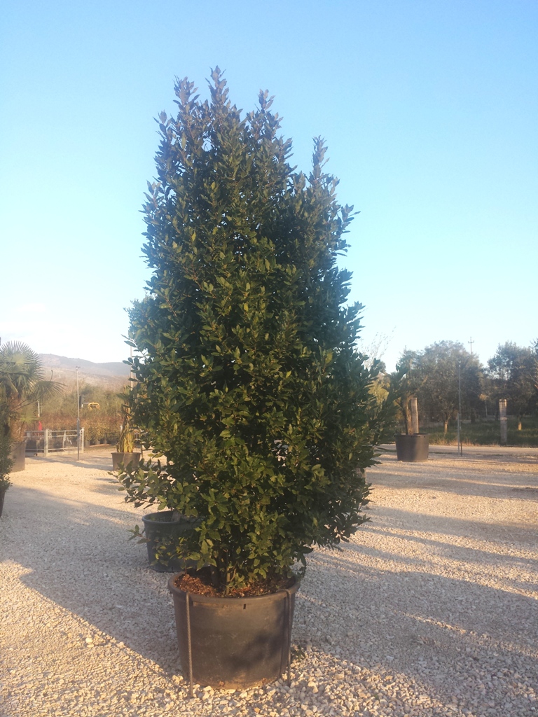 Alloro (Laurus Nobilis) h4.00