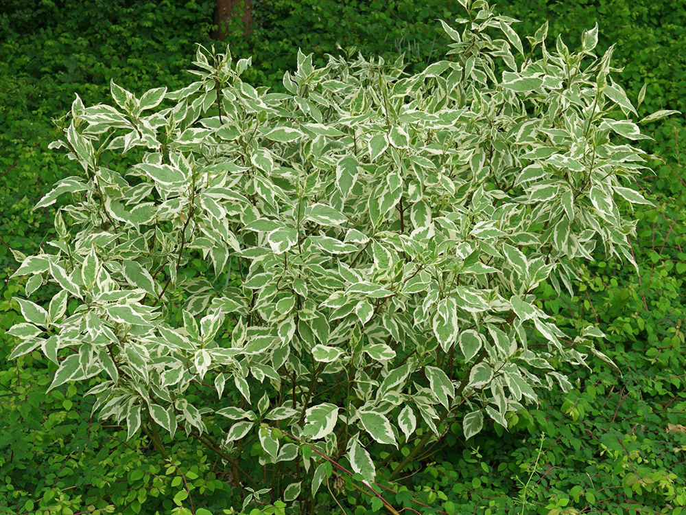 Alba Elegantissima v.19 01.2016