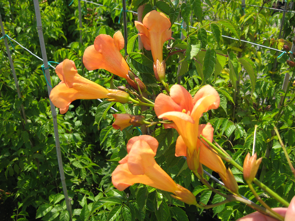 Bignonia Radicans