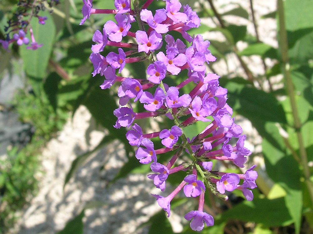 Buddleja Davidii