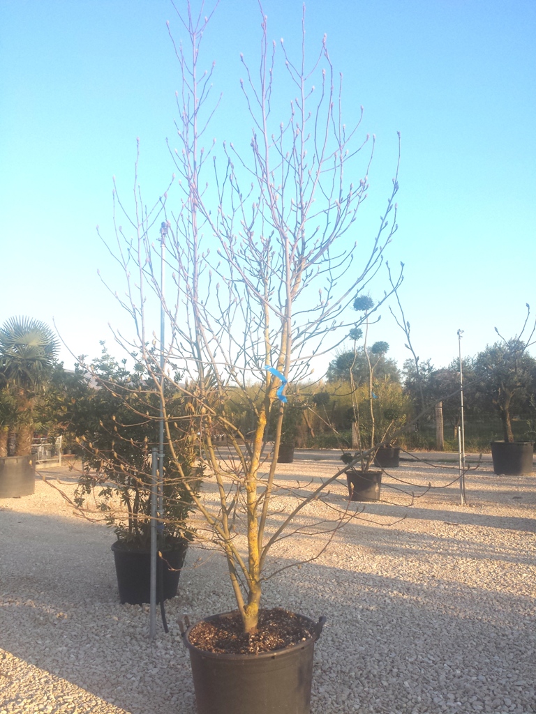 Fiore Cultivar Mix v.70 02.2016