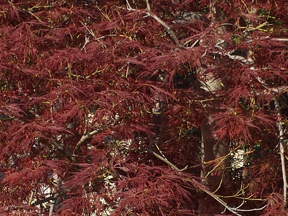 Palmatum Dissectum extra