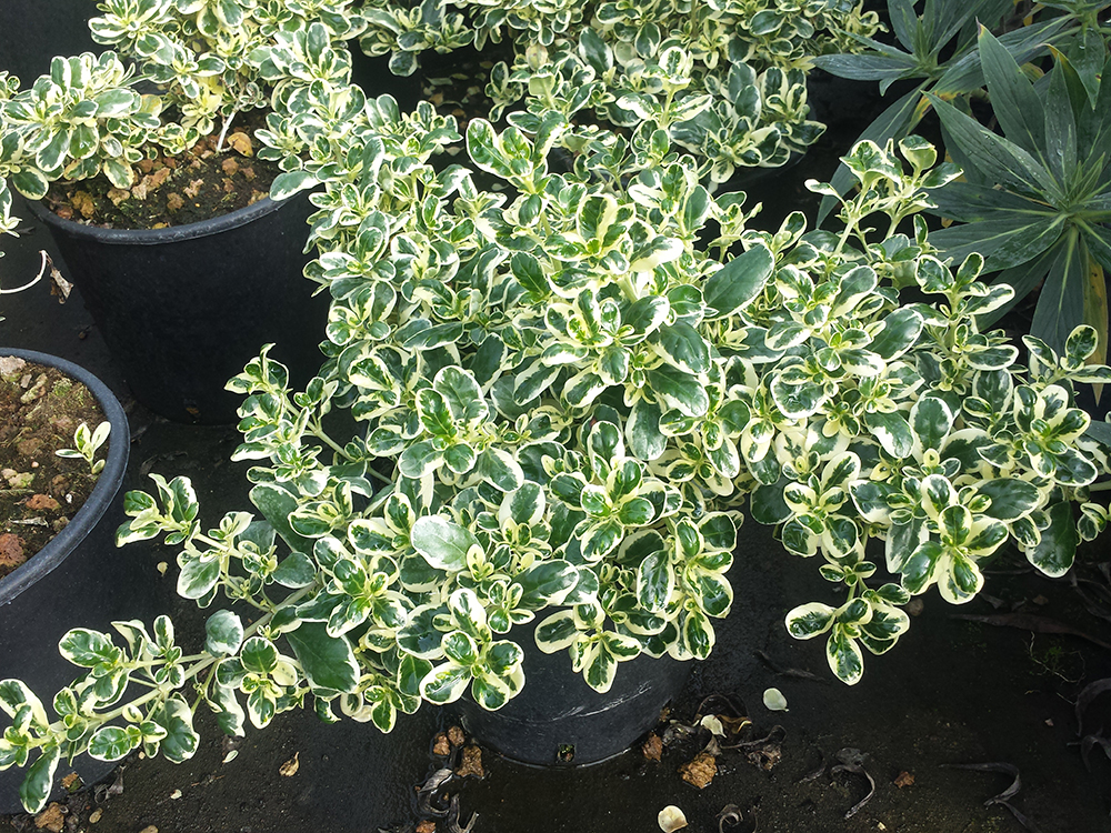 Repens Variegata v.24 02.2016