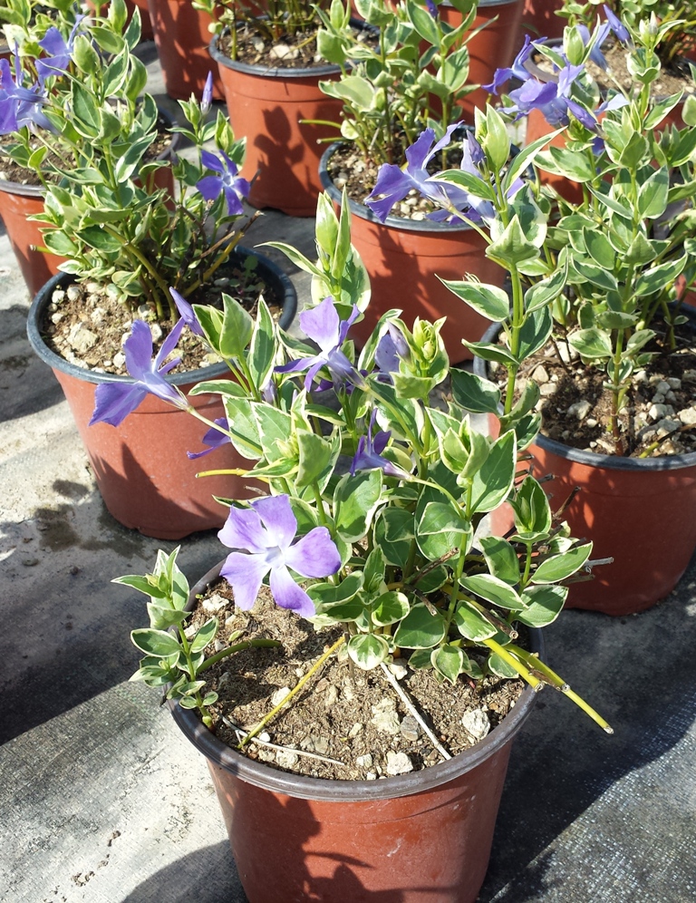 Major Variegata v.17 03.2015