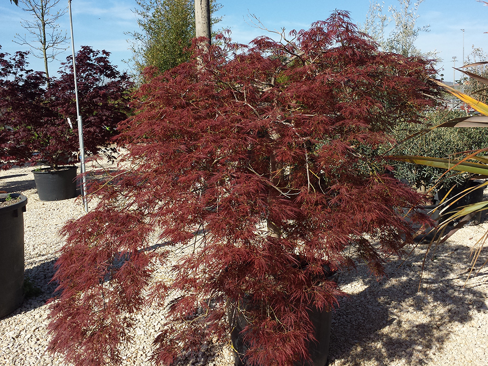  Palmatum Dissectum extra 04.2016