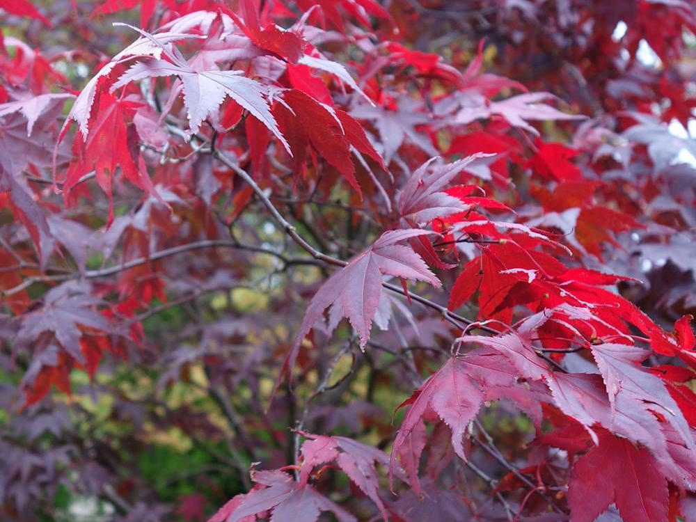  Palmatum Atropurpureum v.70 04.2016