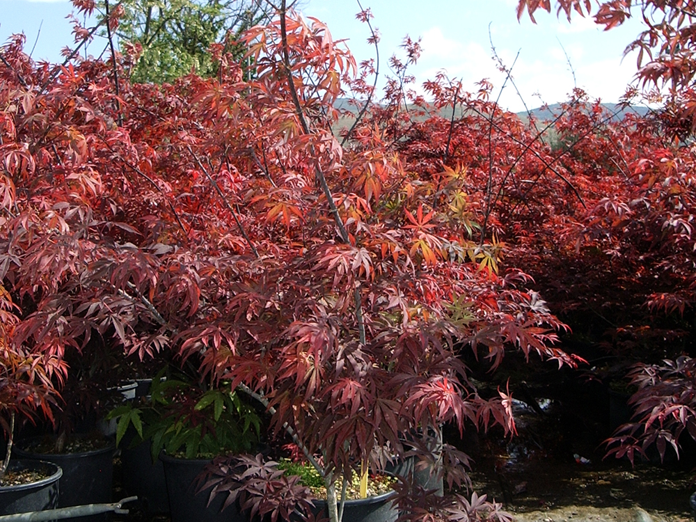 Palmatum Atropurpureum v.33 04.2016