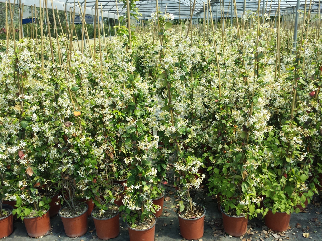 Jasminoides v.18 05.2016