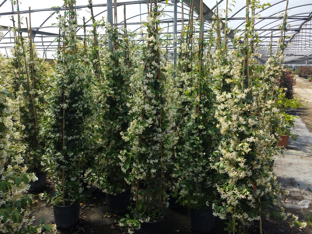Jasminoides v.24 05.2016