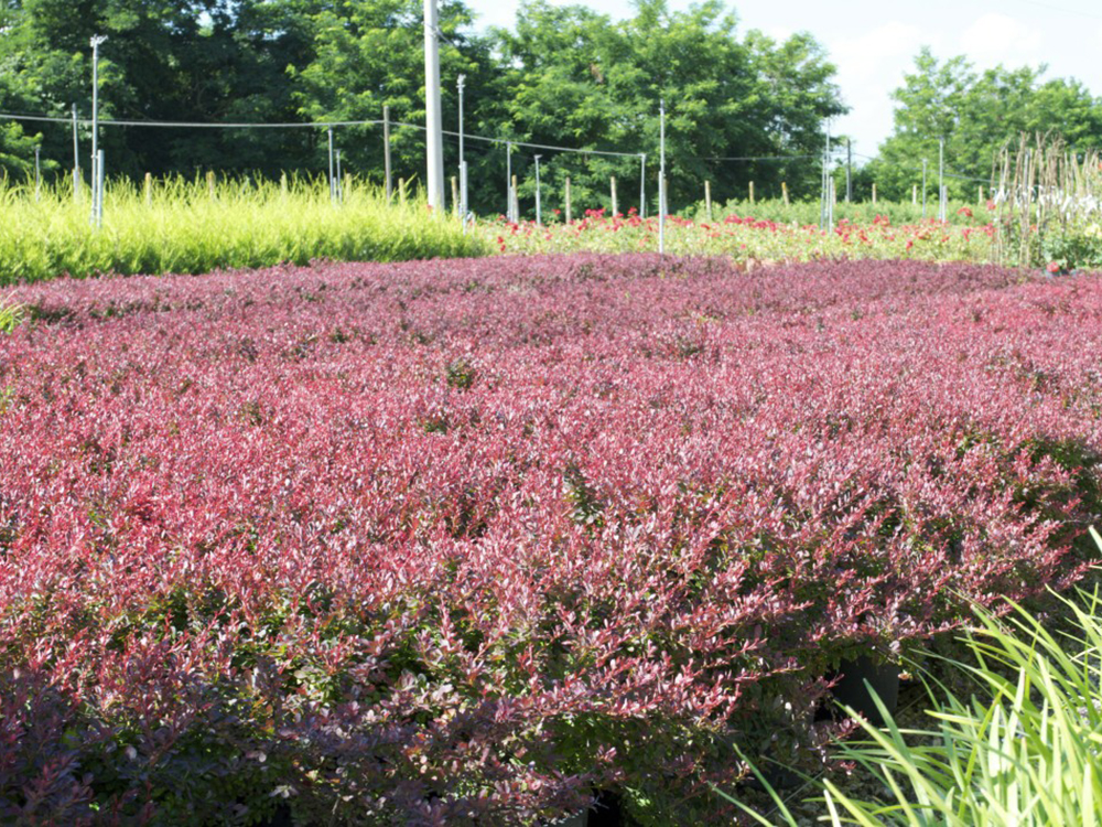 .Thunbergii Atropurpurea NanaV.24 05.2016