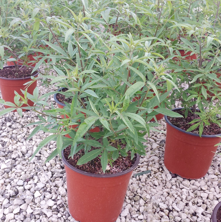 Agnus Castus v.22 05.2016