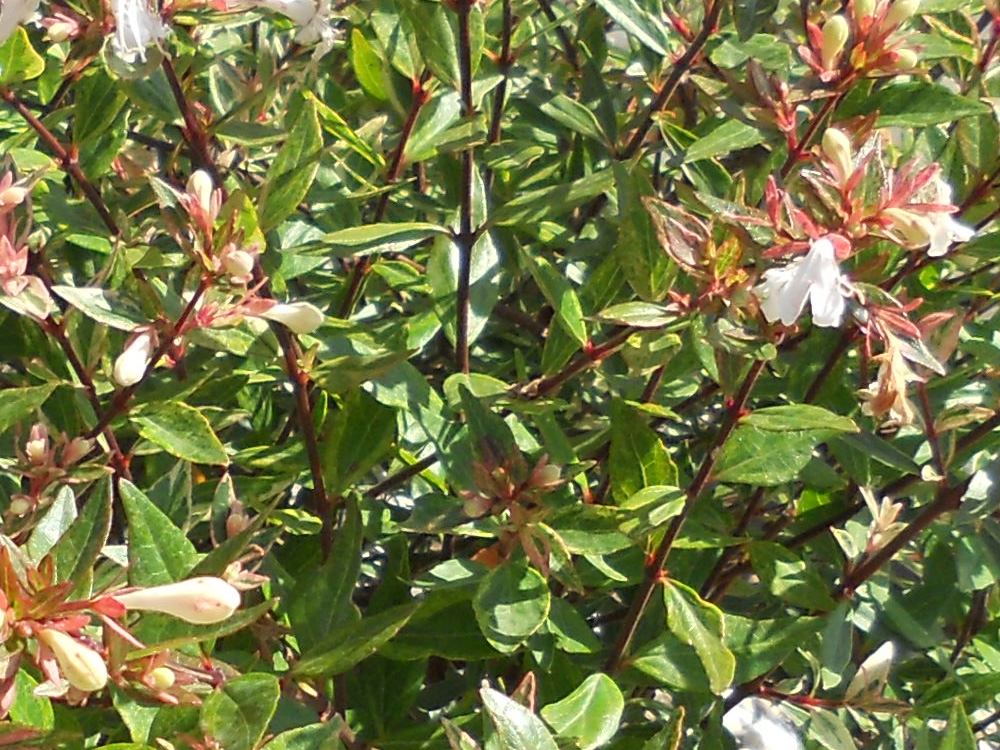 Grandiflora v.35 06.2016