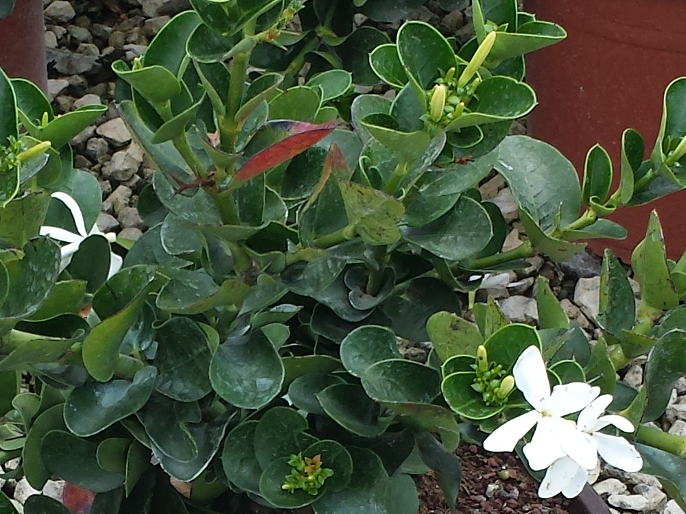 Grandiflora V.22 06.2016