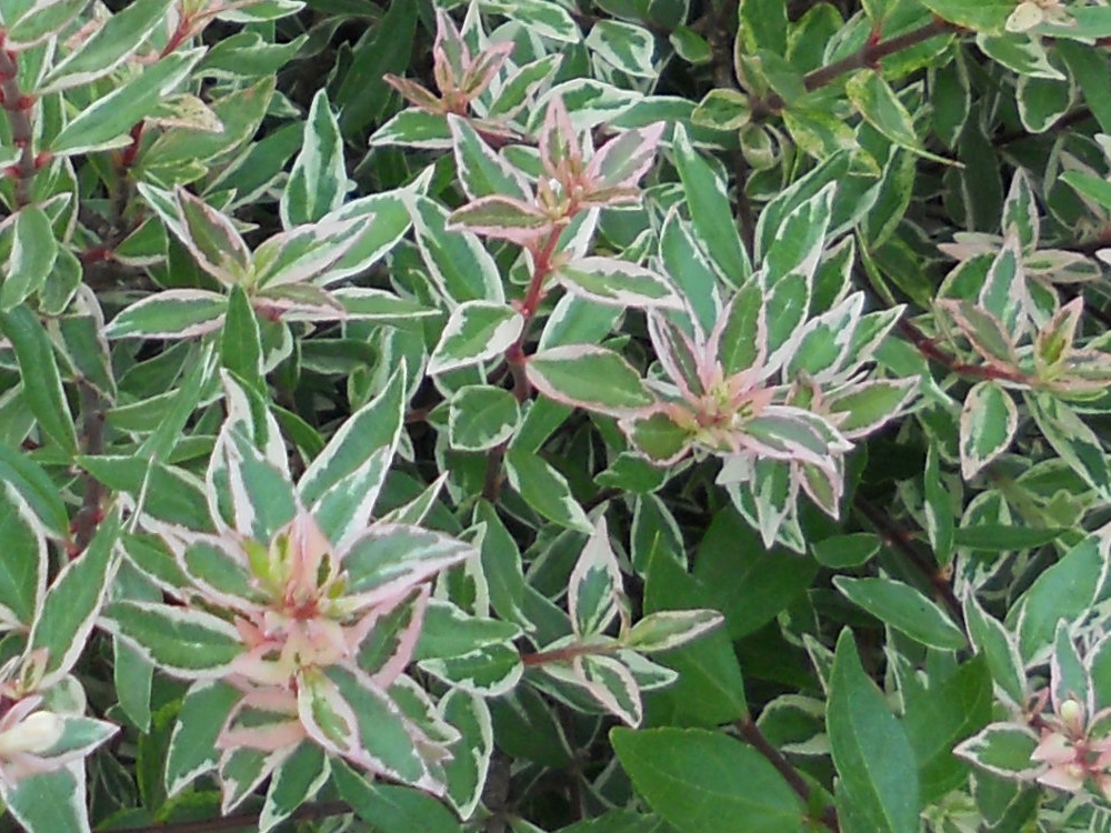 Variegata v.22 06.2016