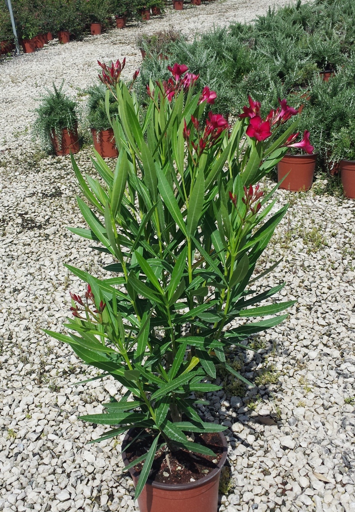 Oleander v.22 07.2016