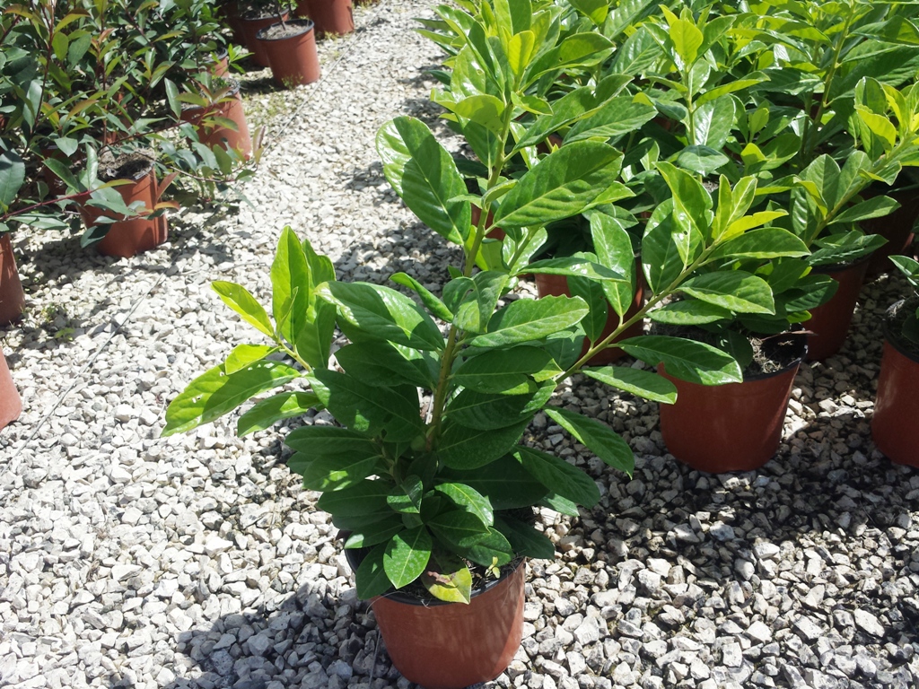 Laurocerasus Novita v.19 07.2016