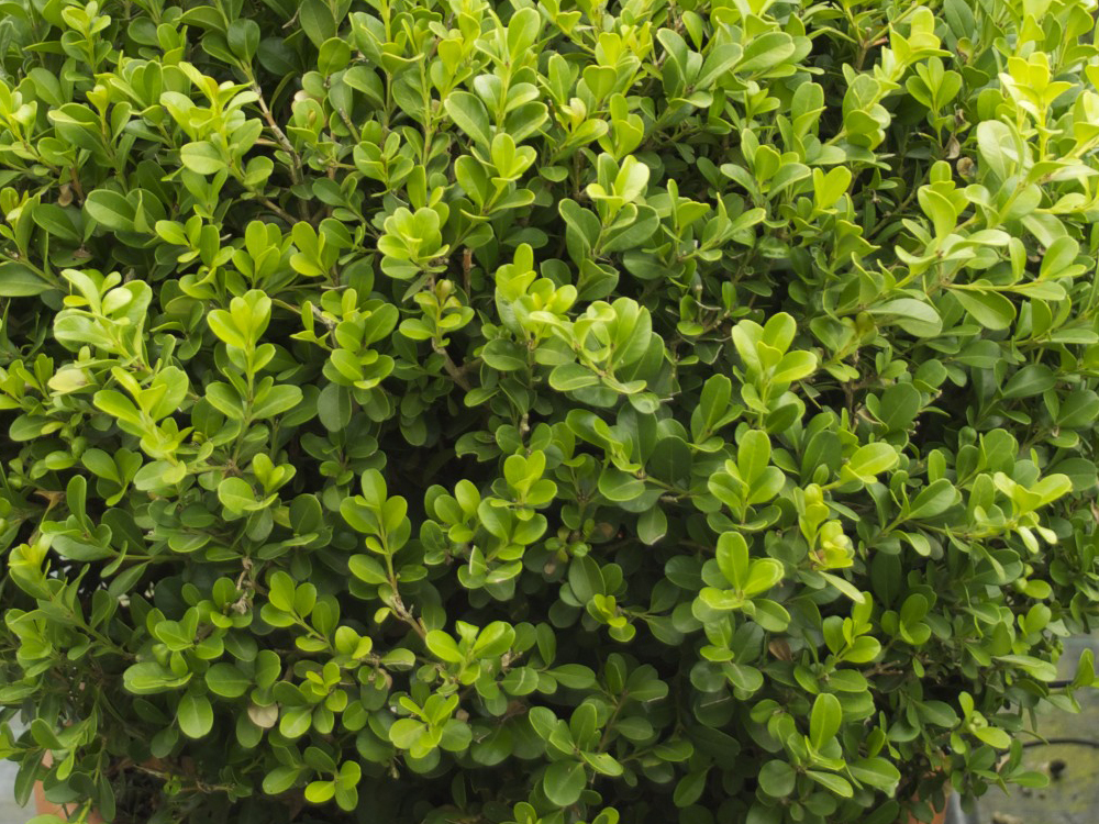 Buxus Macrophylla Faulkner