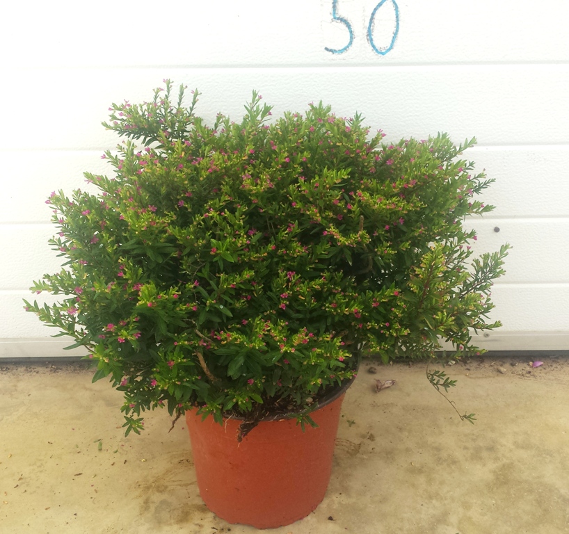 Hyssopifolia v.22 08.2016