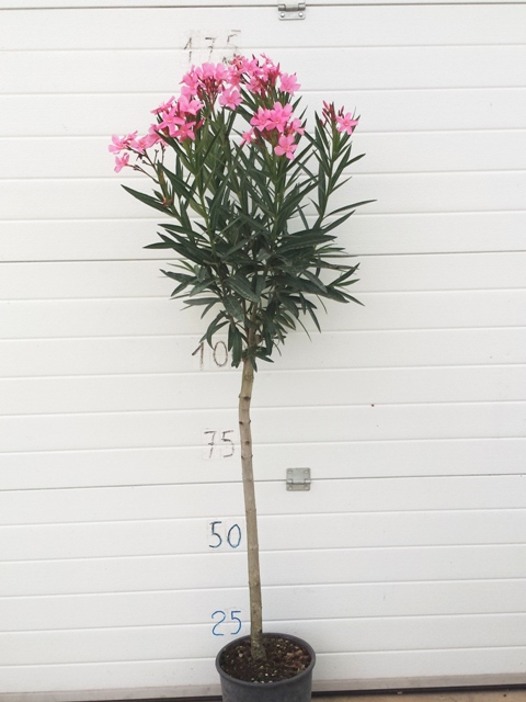  Oleander mezzo fusto 09.2016
