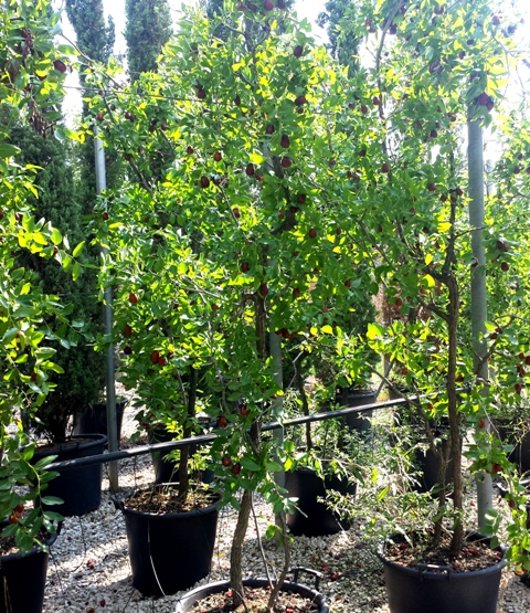Ziziphus Sativa V.50 09.2016