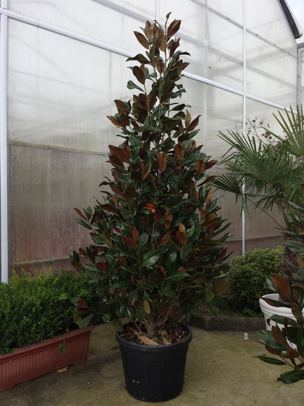 Grandiflora Gallisoniensis 200/250 11.2016