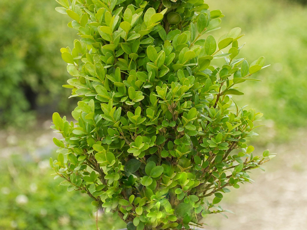 Buxus Sempervirens Suffruticosa