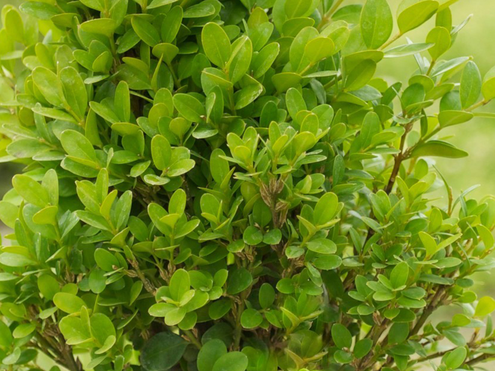 Buxus Sempervirens Suffruticosa