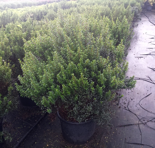 Communis Microphylla v.35 11.2016