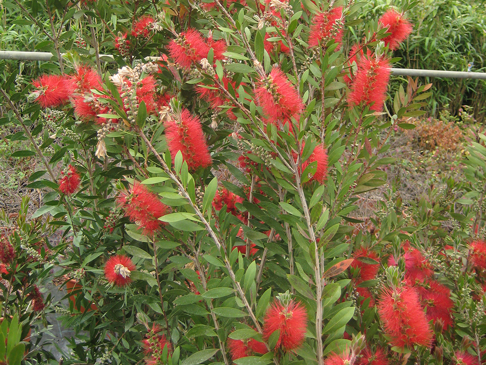 Callistemon Laevis