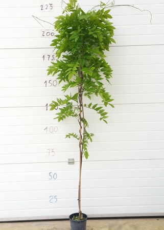 Sinensis V.18 04.2017