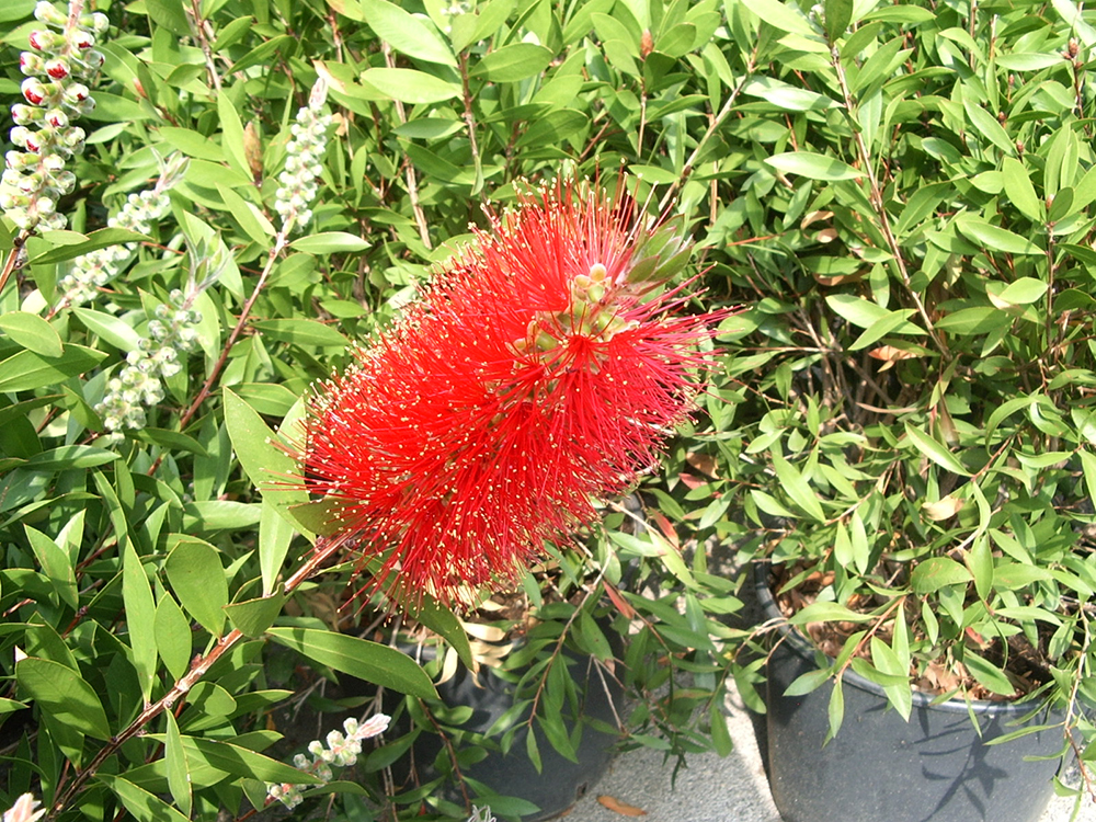 Callistemon Laevis