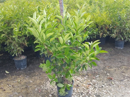 Viburno lucido (viburnum lucidum) vivai imperatore Malattie del viburno lucido