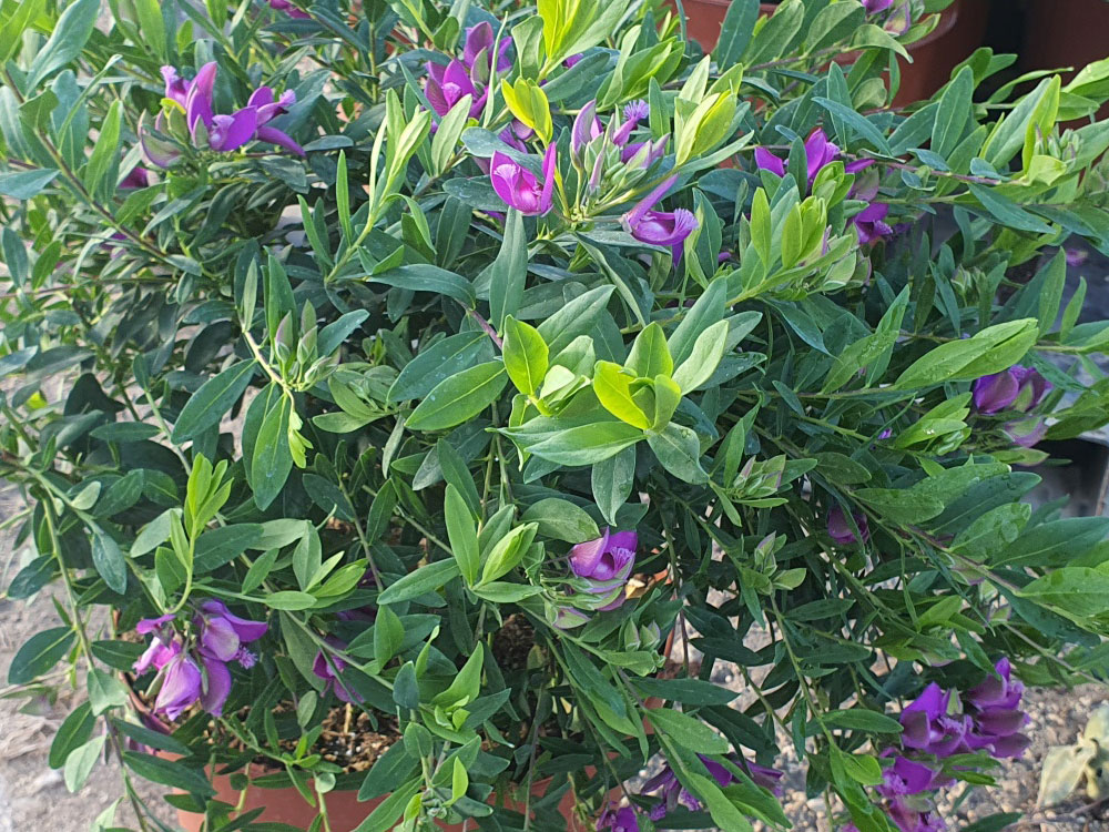Myrtifolia v.24 04.2017